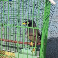 مینا رام سخنگو|پرنده|تهران, تهرانپارس جنوبی|دیوار