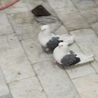 کبوتر دوکت|پرنده|ابهر, |دیوار