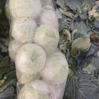 کلم سفید|خوردنی و آشامیدنی|پارسآباد, |دیوار