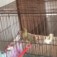 قناری نر بخون|پرنده|شاهین‌شهر, مسکن مهر|دیوار