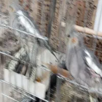 یک جفت عروس هلندی دو ماه|پرنده|دشتابی, |دیوار