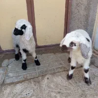 میش زائیده|حیوانات مزرعه|درمیان, |دیوار