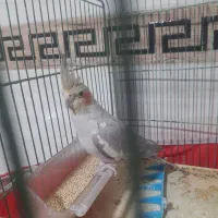 عروس هلندی ماده