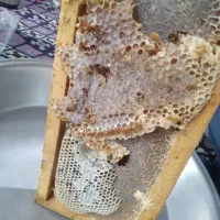 عسل صددرصد طبیعی کوهستان اورگانیک