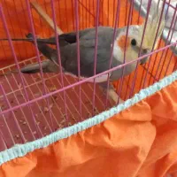 عروس هلندی(هندیجان)