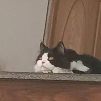 گربه نر پرشین اصیل جهت جفت گیری|گربه|یزد, |دیوار