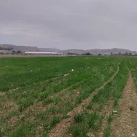 زمین کشاورزی