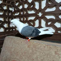 کبوتر