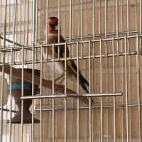 سهره قرص بخون