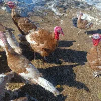 بوقلمون|حیوانات مزرعه|آرمرده, |دیوار