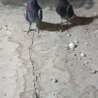 کفترپلاک ثبتی