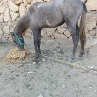 نریان