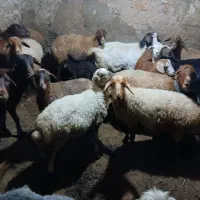 فروش دام|حیوانات مزرعه|شاهرود (اردبیل), |دیوار