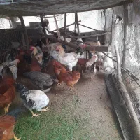 سلام تمام حیوانات با قیمت مناسب به فروش میرسد|حیوانات مزرعه|شلمان, |دیوار