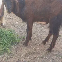 نر بز مری..شنک|حیوانات مزرعه|خاش, |دیوار