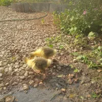 فروش جوجه غاز دونه ای 250|حیوانات مزرعه|آبپخش, |دیوار