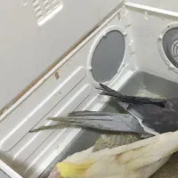 عروس هلندی همراه با تخم و جوجه|پرنده|بندر ماهشهر, |دیوار