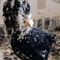 تعداد5عدد نیمچه گلین