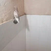 کبوتر|پرنده|رشتخوار, |دیوار