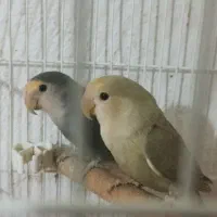 کوتوله برزیلی