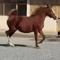 فروش ۳راس مادیان کرد