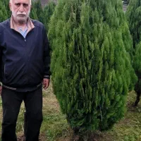 تعداد۱۵۰عددکامیس نوکدار۶ساله بالای یک‌ونیم متر