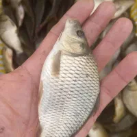 بچه ماهی کپور بشقابی طلایی|ماهی|بابل, |دیوار