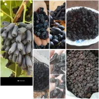 انواع مویز و کشمش بیدانه