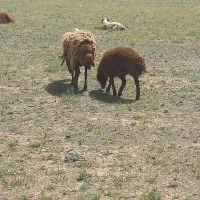 فروش چند غدد میش زاییده و ابستن