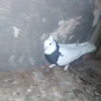 کفتر|پرنده|قم, ولیعصر|دیوار