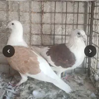 قفس کبوتر