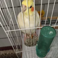 عروس هلندی نر 7 ماهه