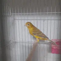 فروش تعدادی قناری ماده|پرنده|فولادشهر, مسکن مهر فولادشهر|دیوار