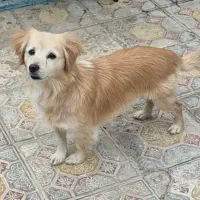 سگ بیستی نر