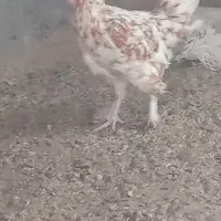 مرغ تخمی پرپاوکاکلی