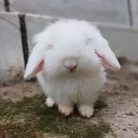 خرگوش نر سالم