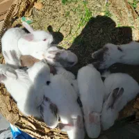 فروش انواع خرگوش های مینیاتوری|موش و خرگوش|کرمانشاه, |دیوار