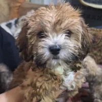 فروش توله سگ شیتزو