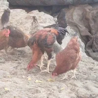 خروس لاری اوشامو|حیوانات مزرعه|سبزوار, قصبه شرقی|دیوار