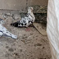 کبوتر رنگی|پرنده|اهواز, فدک|دیوار