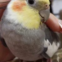 یه عروس هلندی گم شده در محدوده هنرستان و سوسر