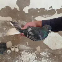 رامشیر|پرنده|رامشیر, |دیوار