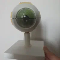 مولاژ آناتومی مدل کره چشم انسان