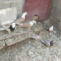 فروش کفتر کله زرد و سرخ+دستگاه جوجه کشی