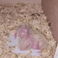 جوجه عروس هلندی