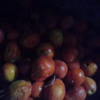 گوجه|حیوانات مزرعه|مشهد مرغاب, |دیوار