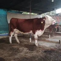 گاو سیمینتال شیری ابست|حیوانات مزرعه|بهشهر, |دیوار