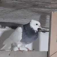 گمشده