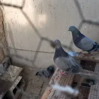 بوم کبوتر پر|پرنده|بروجن, |دیوار