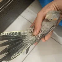 ۵عدد عروس هلندی دستی و ریزه خون|پرنده|شاهینشهر, گزبرخوار|دیوار